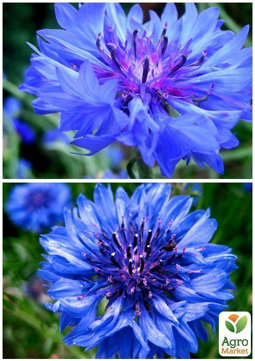 На вагу Волошка махрова суміш ТМ "Весна" ціна за 2г - фото 2