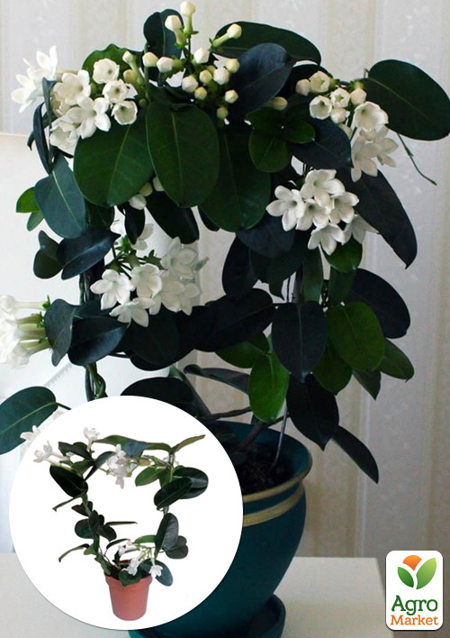 Стефанотіс "Stephanotis"