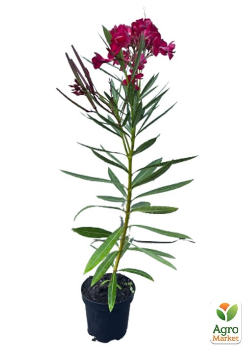 Олеандр 2-х летний "Hardy Red" (высота 40-60см) - фото 3