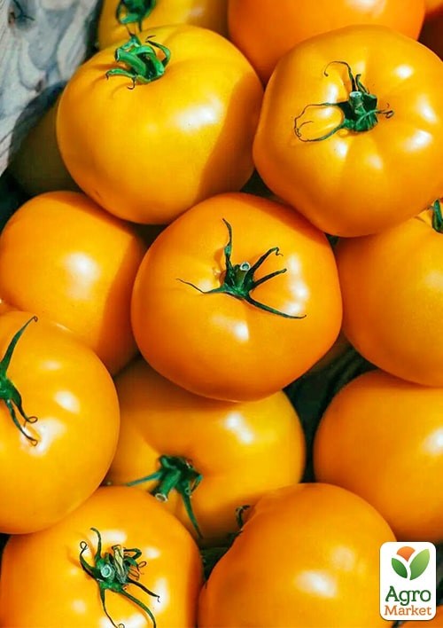 Томат "Нуксі F1" (KS 17) ТМ "Kitano Seeds" 500шт