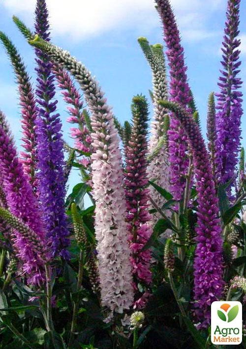 Вероника Колосистая "Snow Candles" - фото 2