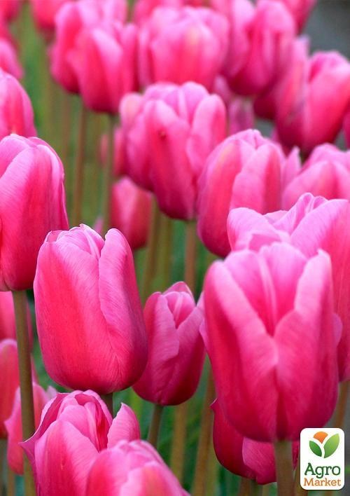 Тюльпан "Pink Surprise" (размер 11/12 , крупный) 3шт в упаковке