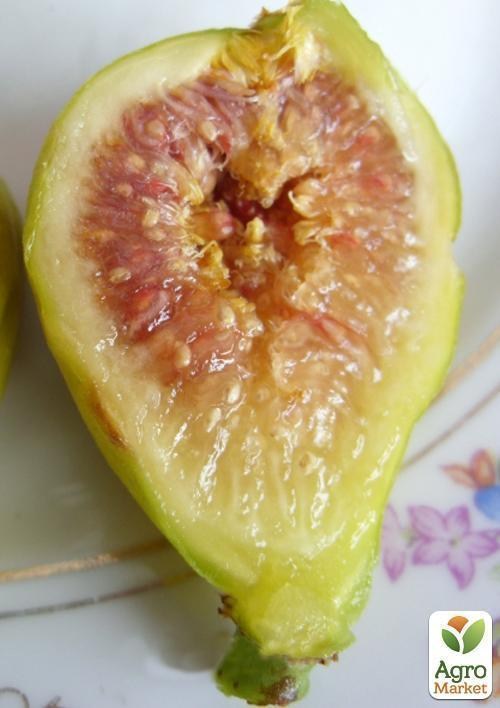 Инжир "Белый Адриатический" (возраст 1,5 года) - фото 3