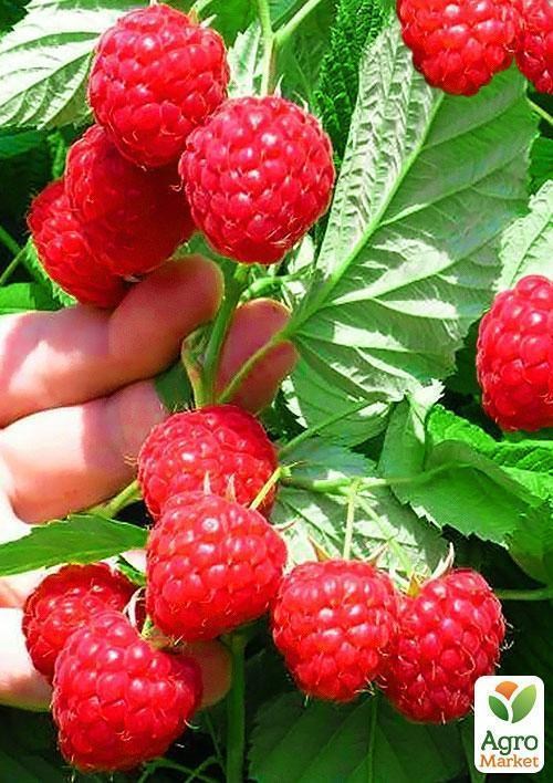 Малина "Глен Ампл" (Glen Ample) (средний срок созревания, высокоурожайный сорт)