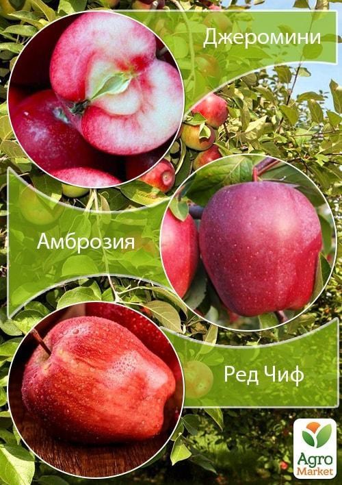 Дерево-сад Яблоня "Джеромини+Амброзия+Ред Чиф" 
