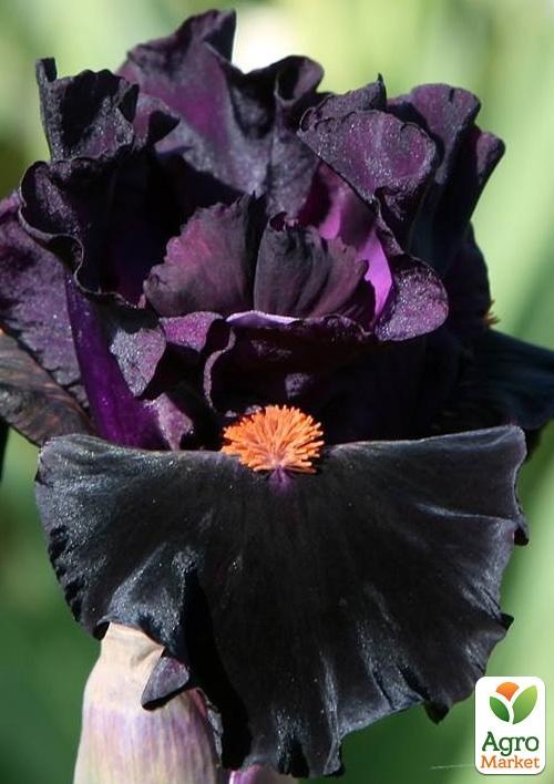Ирис бородатый крупноцветковый "Black Comedy"  