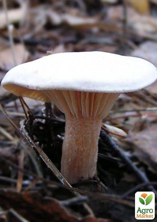 Сухой зерновой мицелий "Подвишенник" 100г