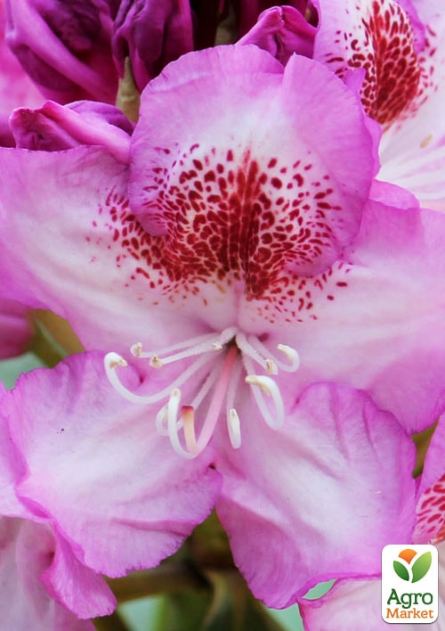 Рододендрон гібридний вічнозелений "Казимир Одновічел" (Kazimierz Odnowiciel) - фото 6