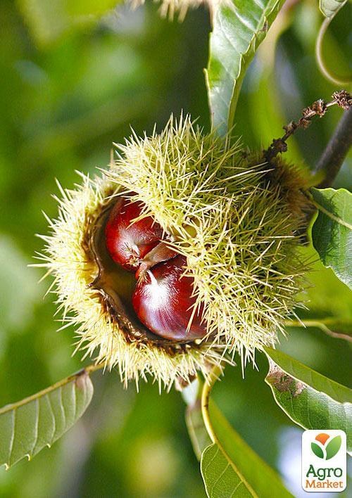 Каштан съедобный "Неаполитанский" высота 20см - фото 2