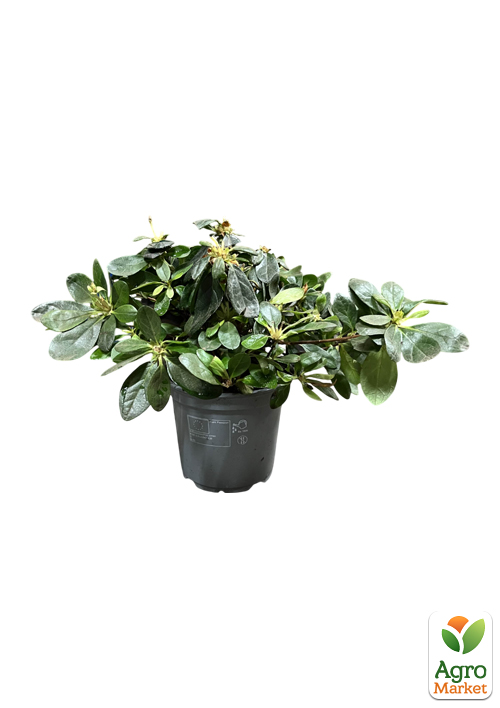 Рододендрон комнатный "Mix" Уценка  - фото 5