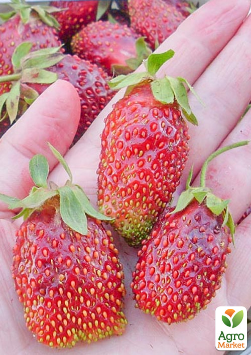 Земклубника "Купчиха" (укорененная в горшке р9) - фото 2