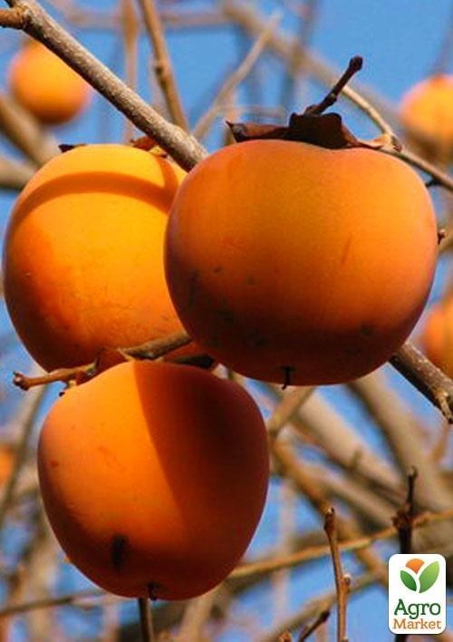 Хурма на виргинском морозостойком подвое "Чатыр-Даг" высший сорт!