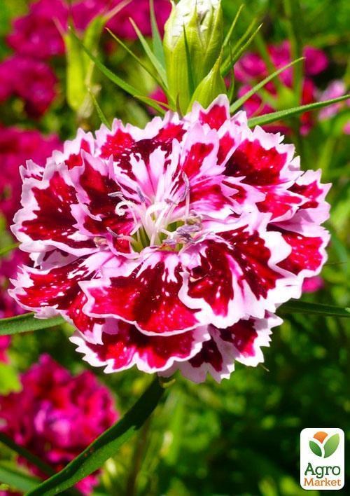 Гвоздика "Китайская" (Зипер) ТМ "Весна" 1г - фото 4