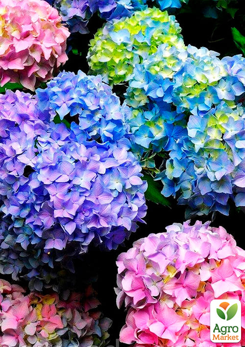 Гортензия крупнолистная "Хамелеон" (Chameleon) - фото 5