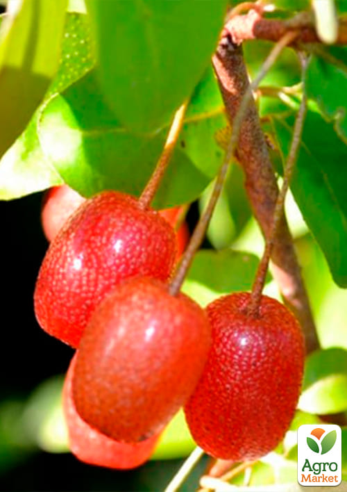 Гумі серебристолистий "Червоні перли" (Red pearl) - фото 7