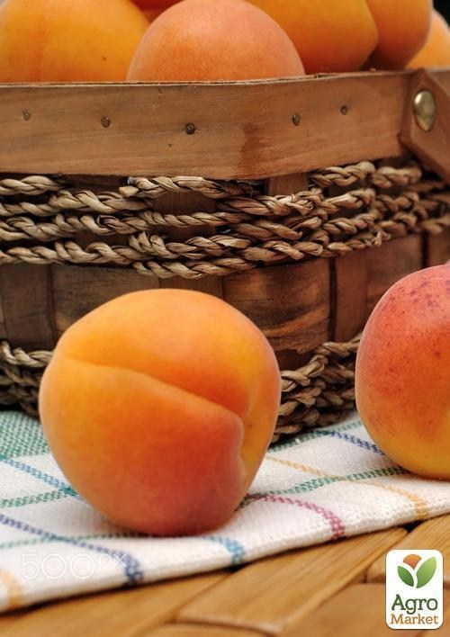 Абрикос "Супериор" (летний сорт, ранний срок созревания) - фото 2