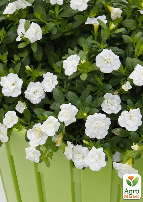 Калибрахоа Neo "Double White Elegance" (контейнер №10, высота 10-15см)