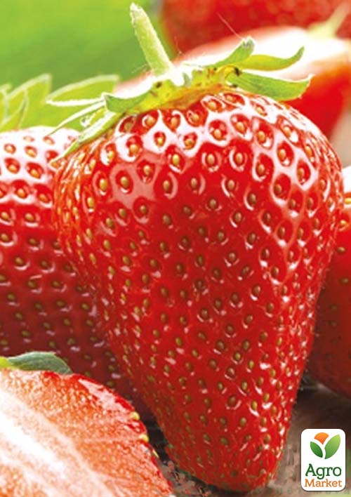 Клубника "Лючия" (Lycia) (ультраранний срок созревания)