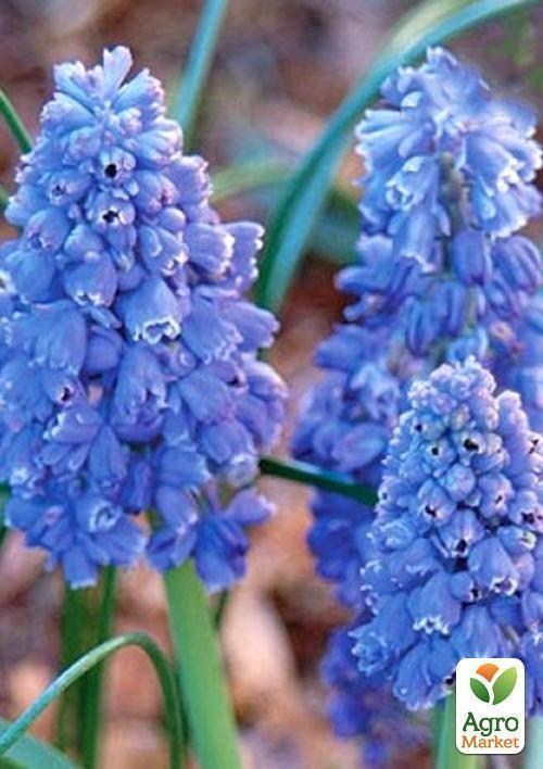 Мускари "Blue Spike" - фото 3