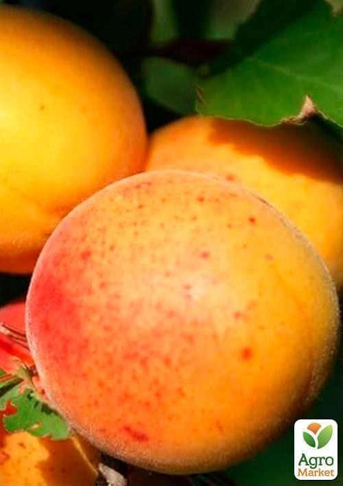 Абрикос "Шелудько" (летний сорт, средний срок созревания) - фото 4