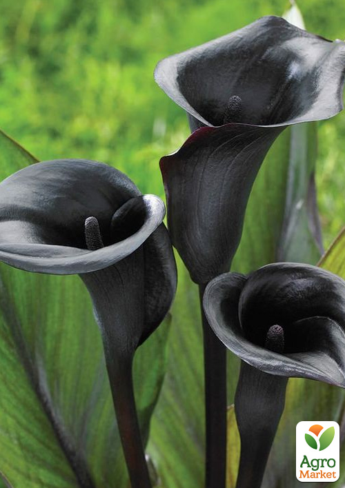 Калла "Black Diamond"