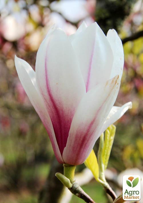 Магнолія "X Soulangeana" (Суланжа) - фото 7