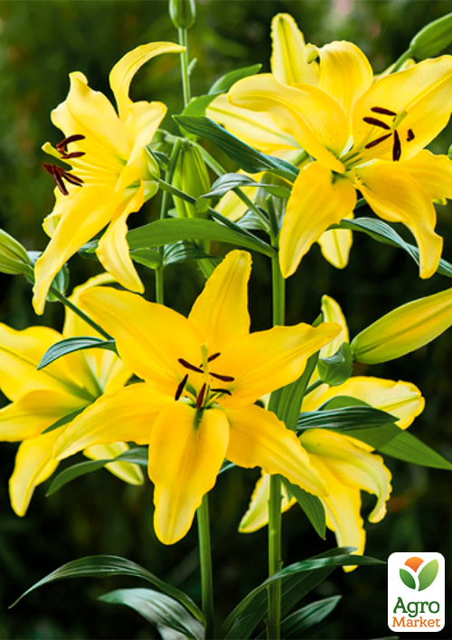 Лилия комнатная "Yellow Power" высота 30-40см