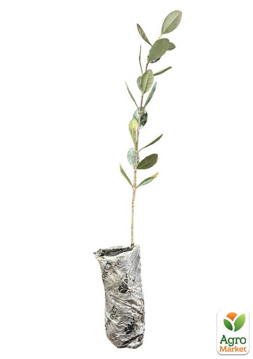 Фейхоа крымский (высота 20-30 см) возраст 2 года - фото 2