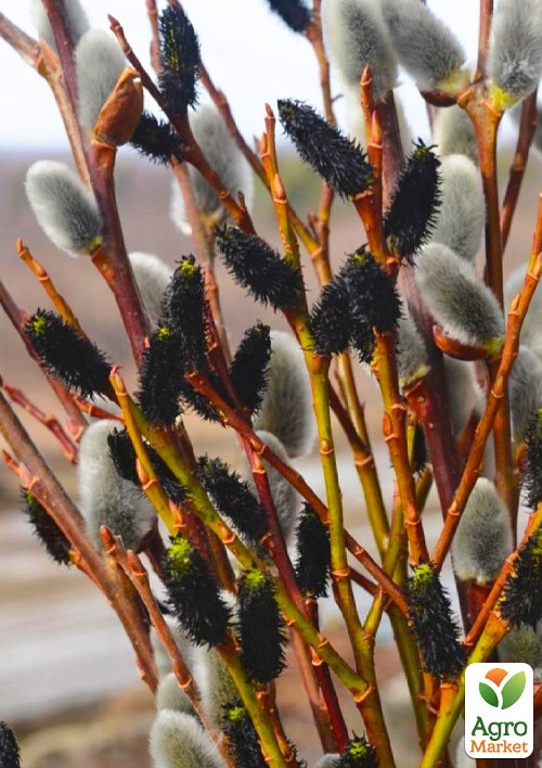 Верба 2-х річна тонкослупкова чорна "Melanostachys" - фото 6