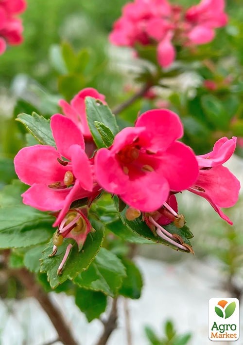 Ескалонія "Donard Radiance" - фото 3