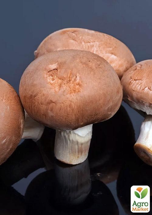 Сухой зерновой мицелий "Шампиньон королевский коричневый" 10г