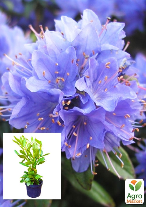 Рододендрон "Blue Tit" 2 летний (голубой) С1 высота 20-40см