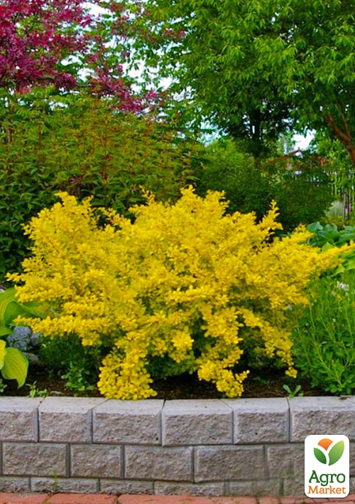Барбарис Тунберга "Golden Dream"