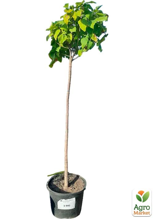 Катальпа бігнонієподібна на штамбі "Нана" висота 180-200см - фото 2