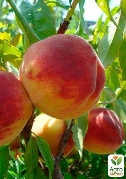 Персик "PF-5B" (літній сорт, ранній термін дозрівання) - фото 3