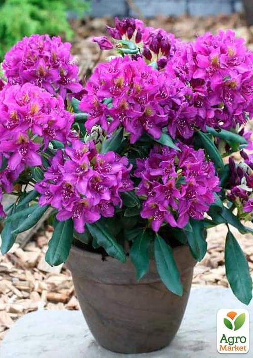 Рододендрон гибридный "Marcel Menard" вазон Р13 - фото 5