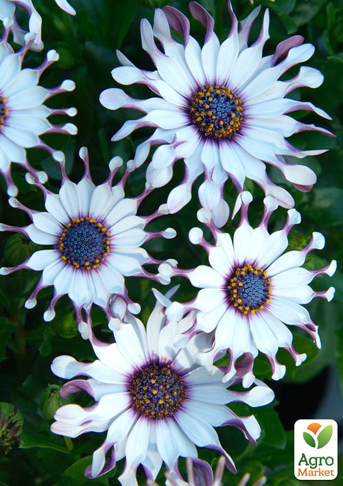 Остеоспермум "Spider White"