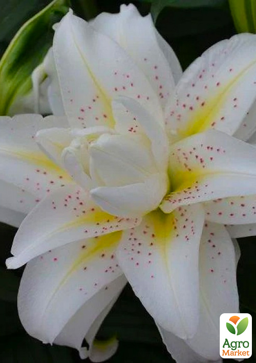 Лилия Розовидная "Roselily Sita" 