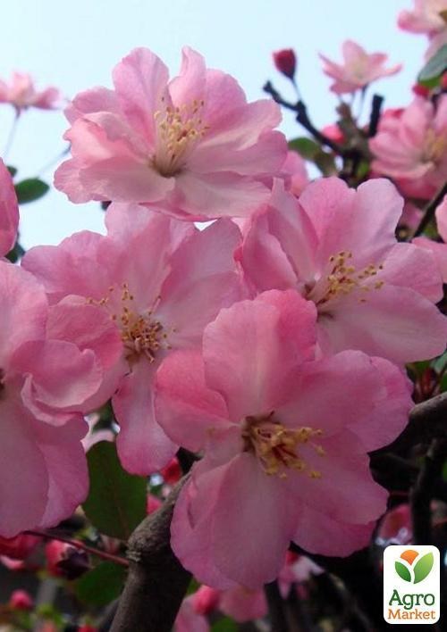 Сакура кущова (Prunus incisa) "Paean"
