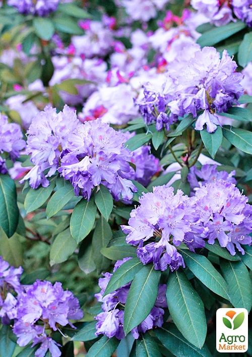 LMTD Рододендрон цветущий 2-х летний "Night Sky" (высота 20см) - фото 6