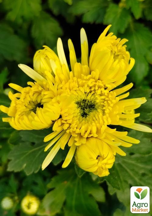 Хризантема кустовая среднецветковая "Hermosa Yellow" 