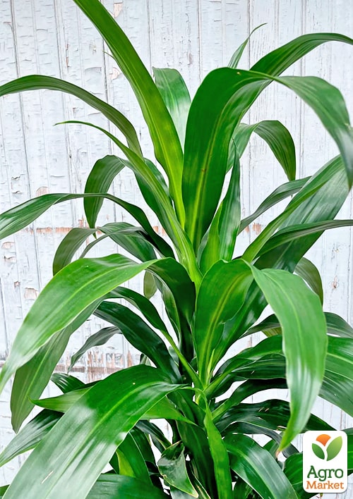 LMTD Драцена на штамбе "Deremensis" (высота 50-70см) - фото 5