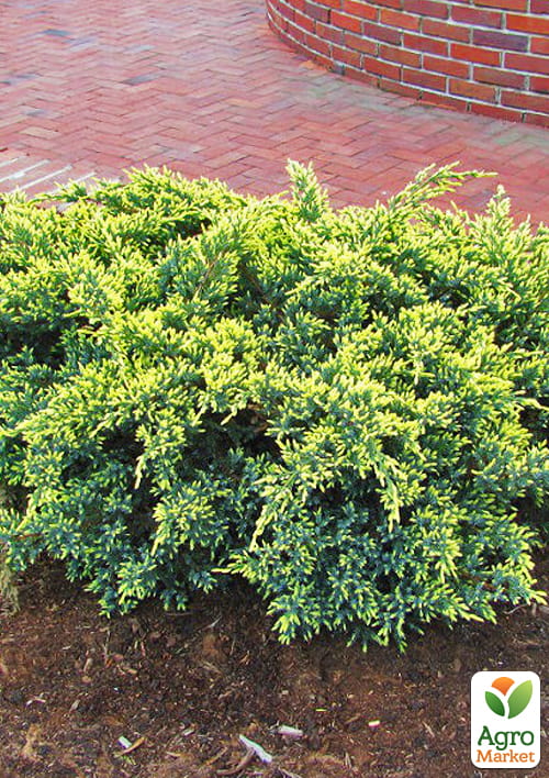 Можжевельник чешуйчатый "Dream Joy" С5, диаметр 40-50 см