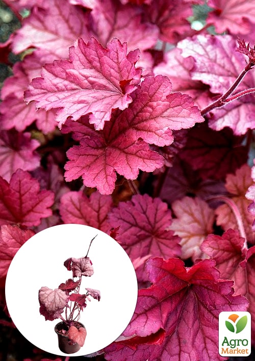 Гейхера (Heuchera) "Berry Smoothie" С1 (высота 15-30см)