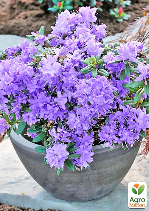 LMTD Рододендрон цветущий 2-х летний "Night Sky" (высота 20см) - фото 2