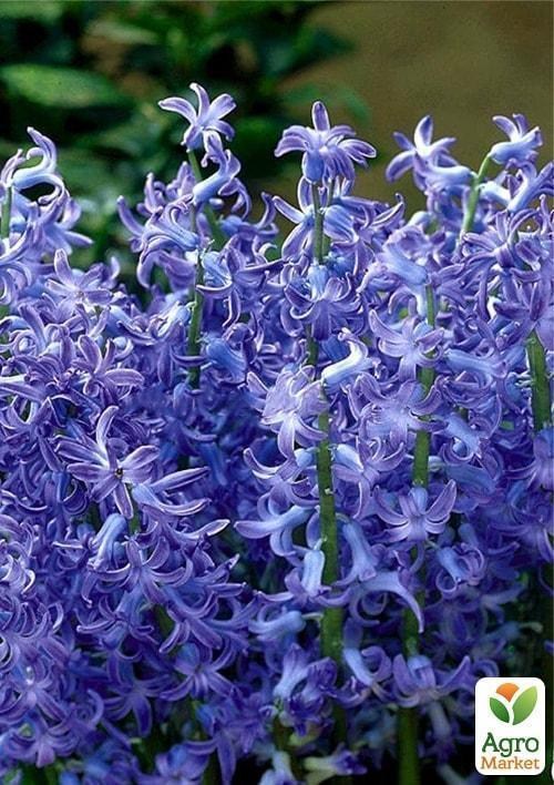 Гіацинт багатоквітковий "Blue Festival" 2шт в упаковці