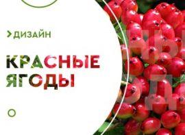 Декоративні кущі з червоними ягодами - корисні статті про садівництво від Agro-Market