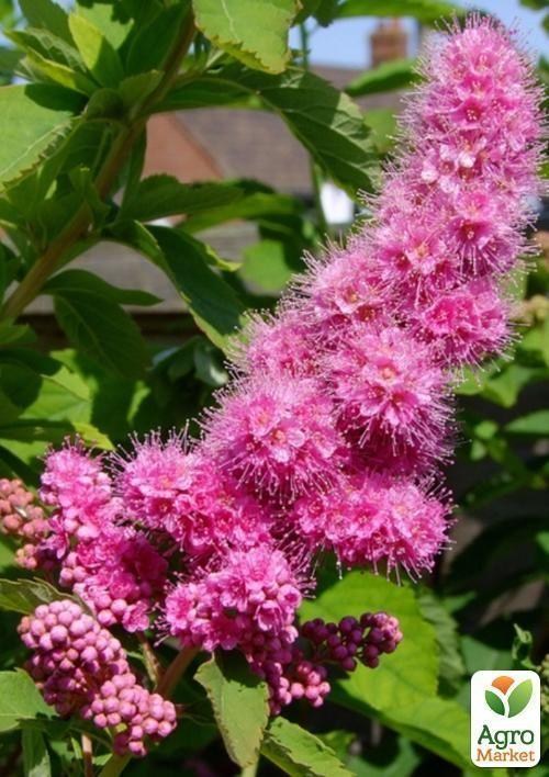 Спирея Билларда контейнер 3л