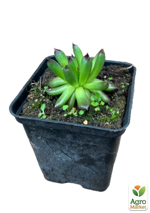 Молодило кровельное "Oddity" - фото 2