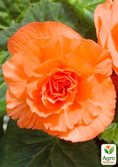 Бегония "Maxima лососевая" 1 шт